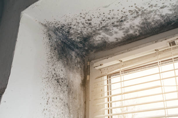 Affordable Mold Cleanup solutions in Newport, MN